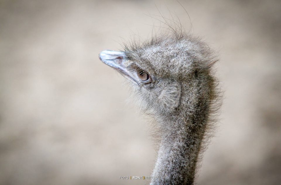 Struisvogel portret